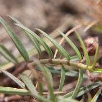 Ceropegia lankana (Dassan. & Jayas.) Bruyns